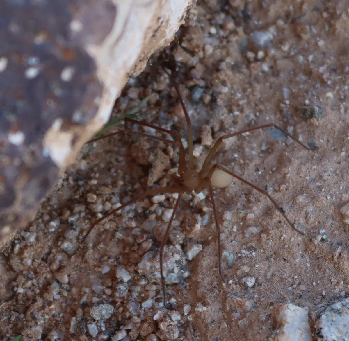 Pale tan desert recluse with long, thin legs on sandy, gravelly ground beside a rock