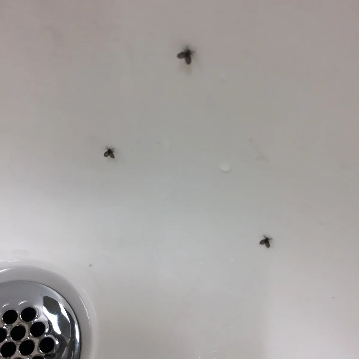 Three small dark drain flies with fuzzy, moth-like wings on a white sink basin near the drain