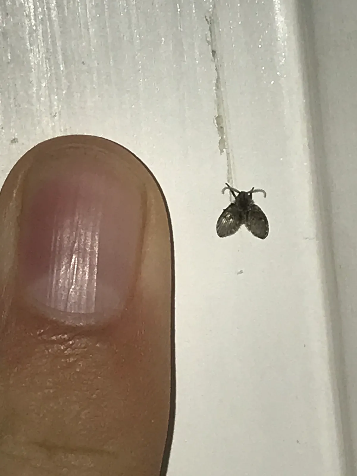 A small dark, fuzzy drain fly on a white bathroom wall next to a fingertip, the whole fly smaller than the fingernail