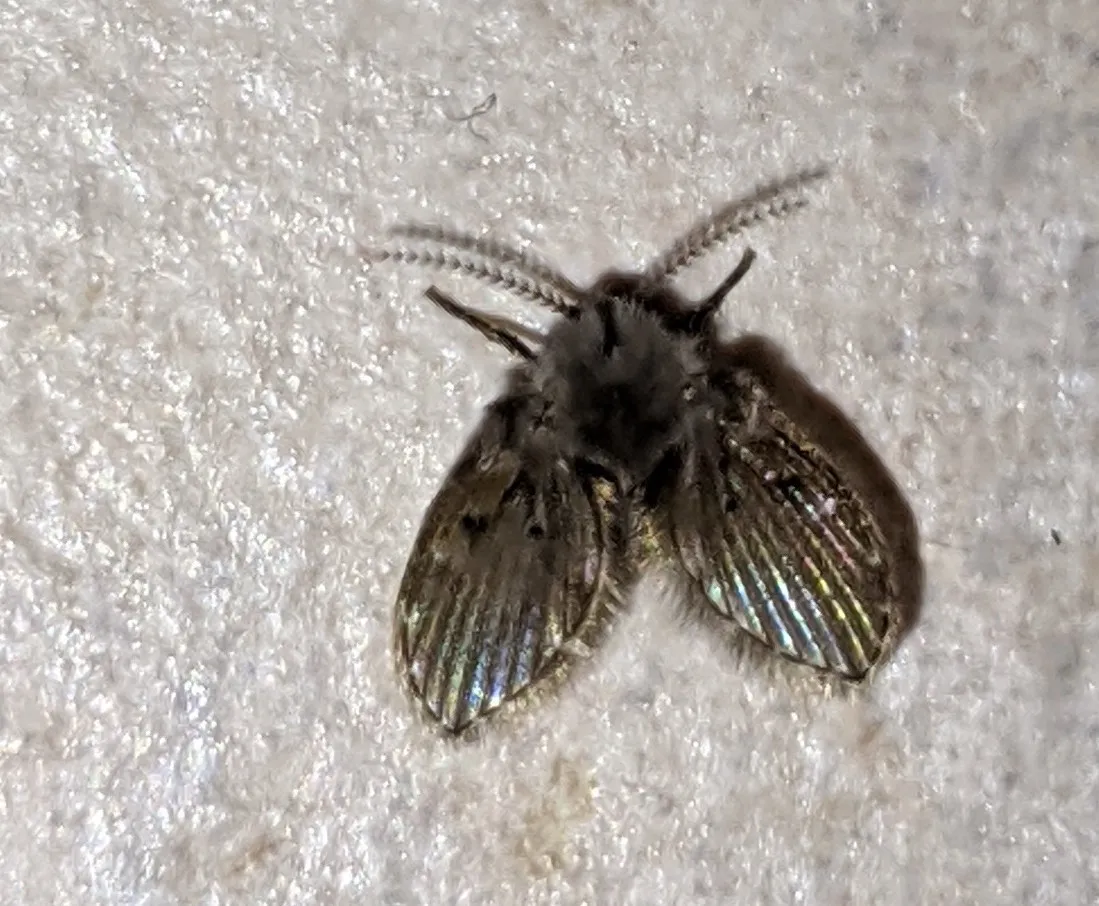 Fuzzy gray drain fly with broad, iridescent, leaf-shaped wings held flat, resting on a textured white bathroom wall