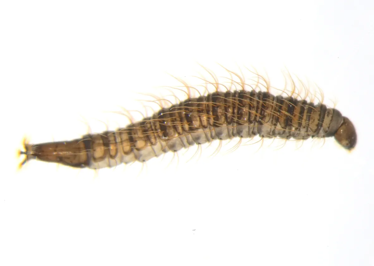 Slender, segmented, gray-brown drain fly larva with fine hairs and a dark tube at its tail end, on a white background
