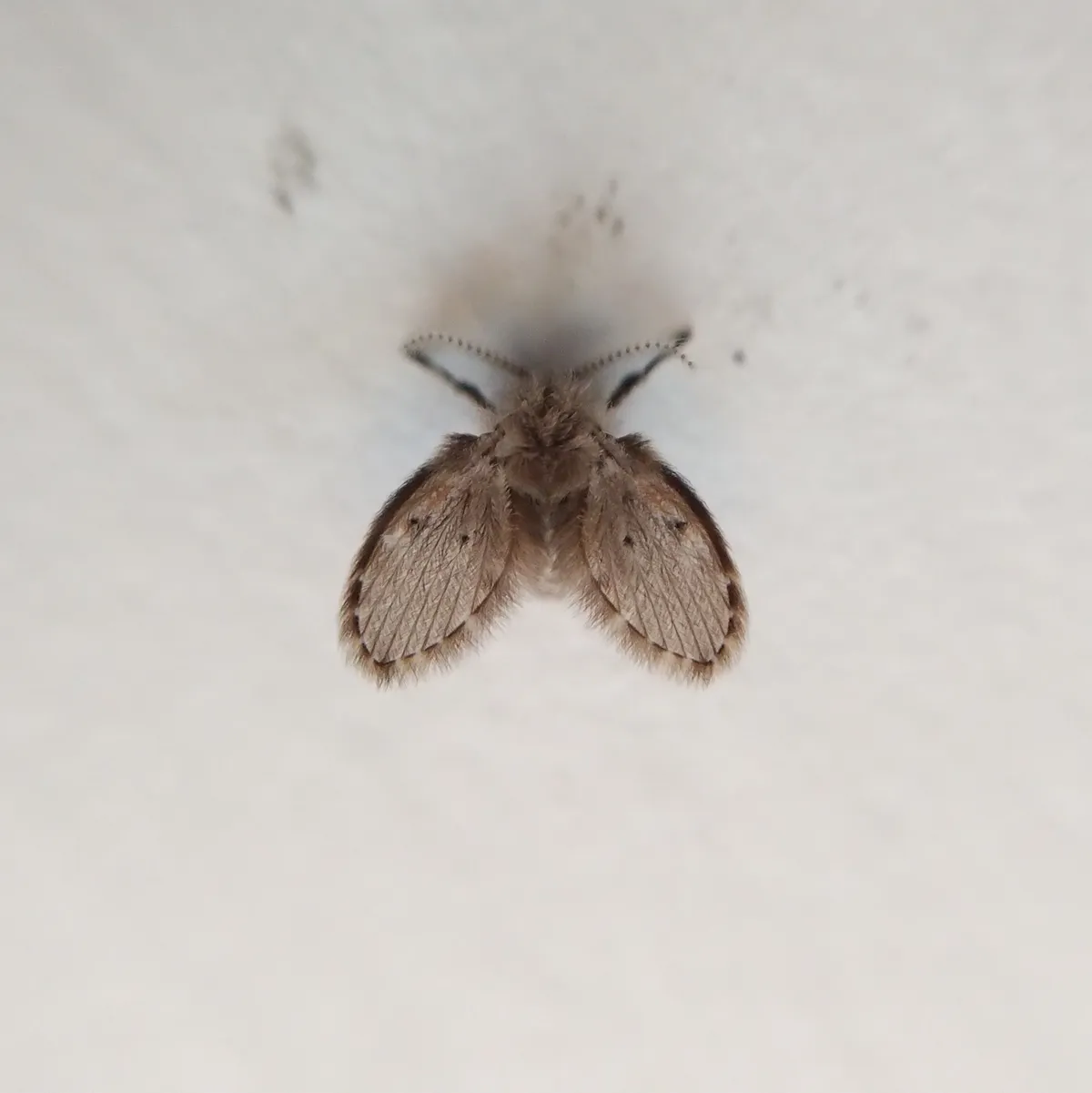 Fuzzy grayish-brown drain fly resting on a white wall with its broad, hairy wings spread flat