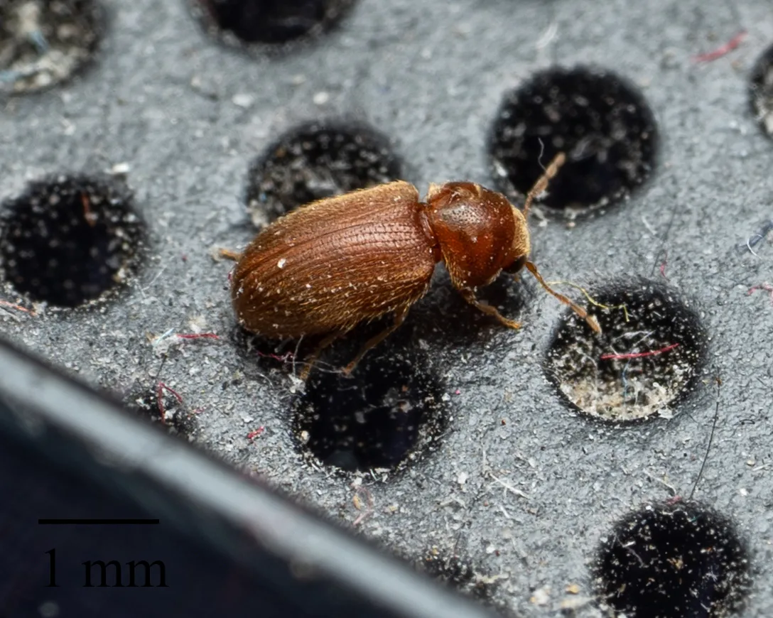 Reddish-brown drugstore beetle with rows of fine grooves on its wing covers, standing on a gray perforated surface beside a 1 mm scale bar