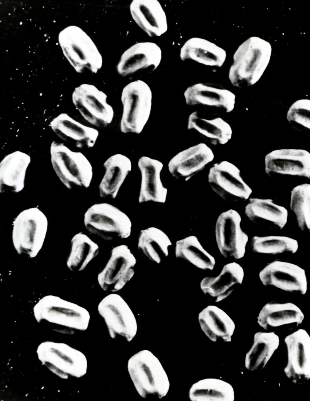 Magnified drywood termite pellets with ridged sides, in black and white