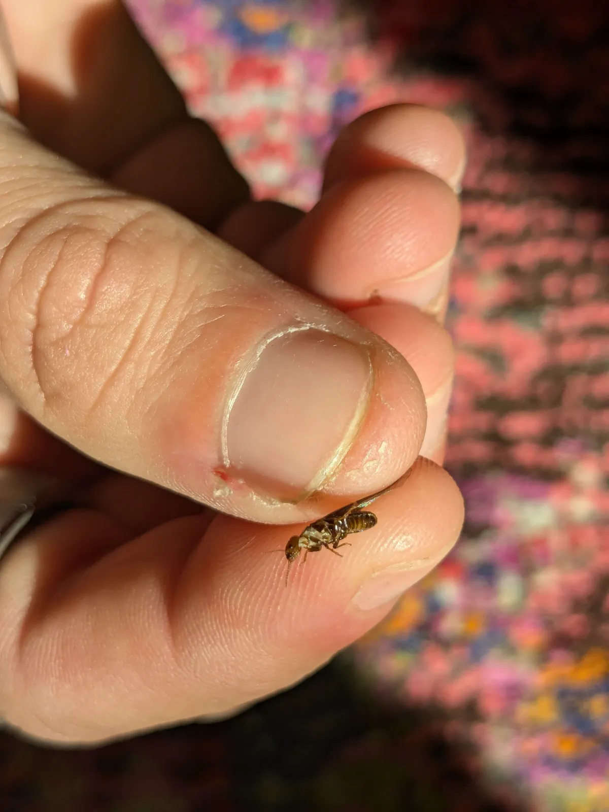 Small brown termite swarmer resting on a fingertip just below a thumbnail, with a pink patterned rug or blanket out of focus behind
