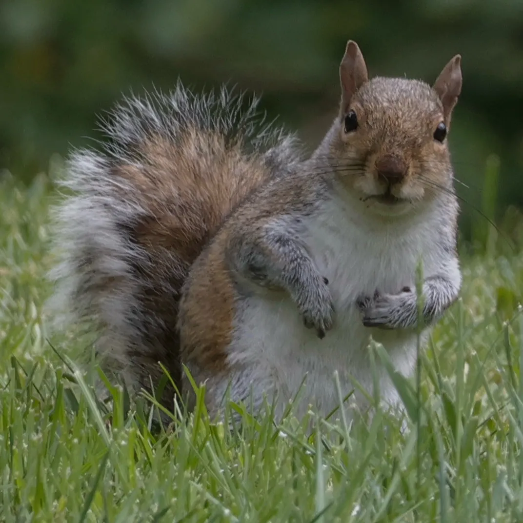 Eastern gray squirrel sitting up in short green grass