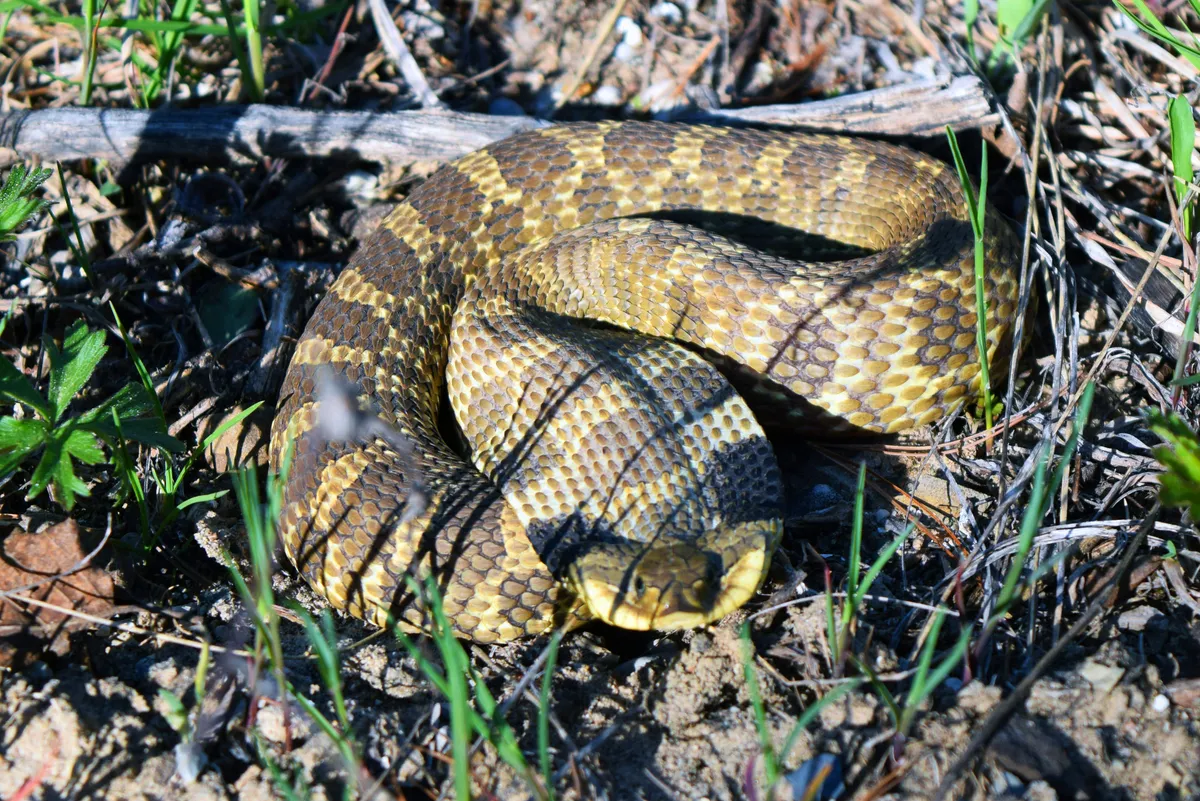 Eastern hognose snake coiled on dry ground among grass blades, yellow-brown with dark brown blotches, its short upturned snout facing the camera