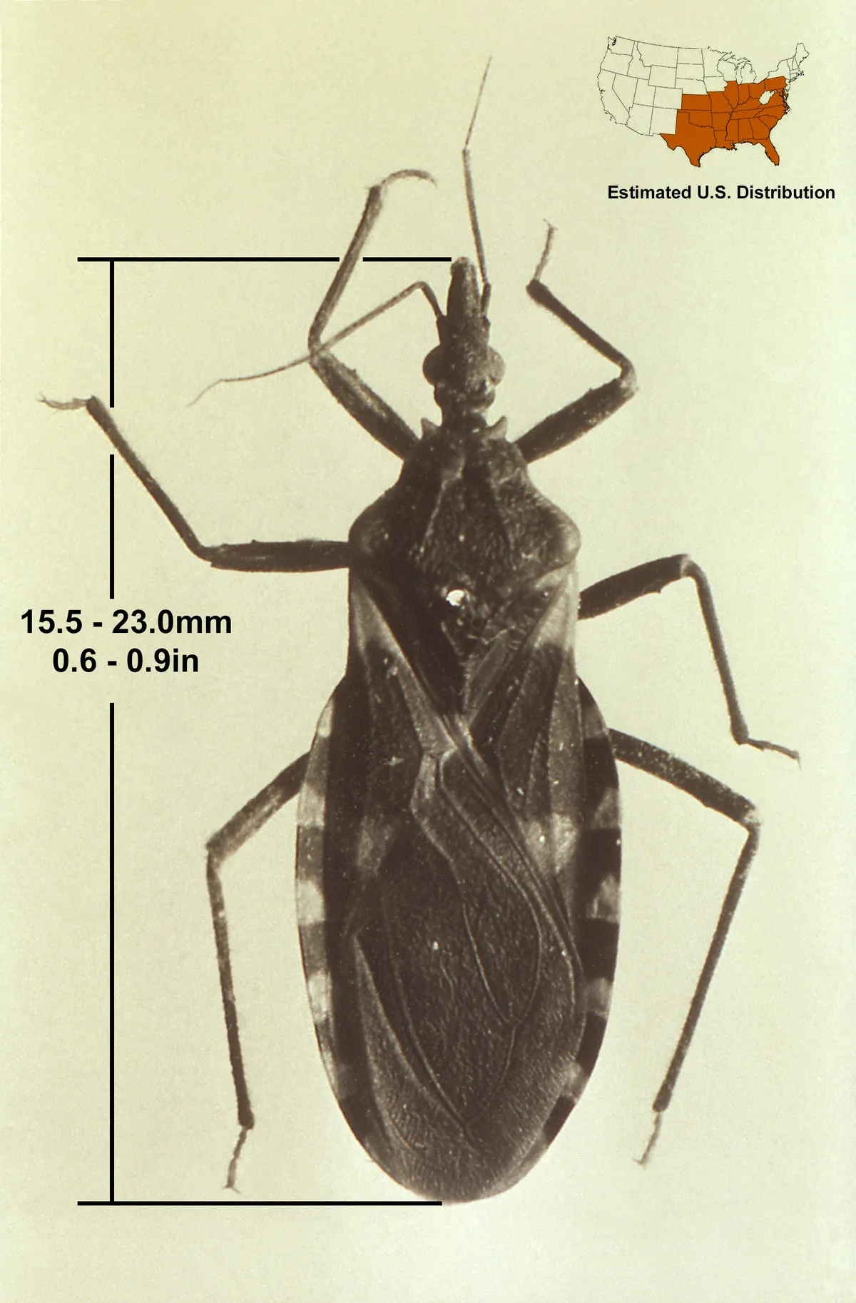 Black-and-white top view of an eastern bloodsucking conenose kissing bug with a long, narrow head, thin legs and banded abdomen edges, beside a size bar and a map of its estimated US range