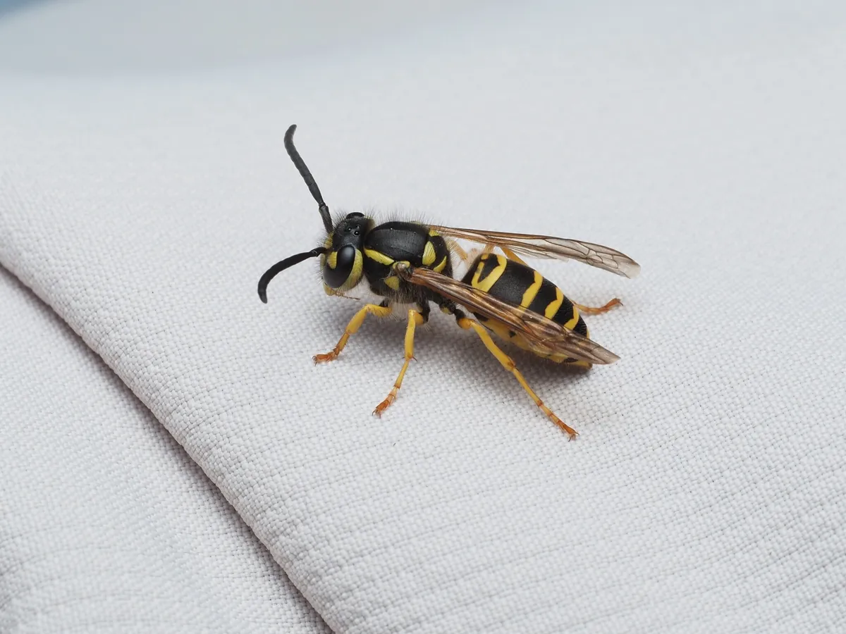 Black and yellow eastern yellowjacket with yellow legs and black antennae standing on white cloth