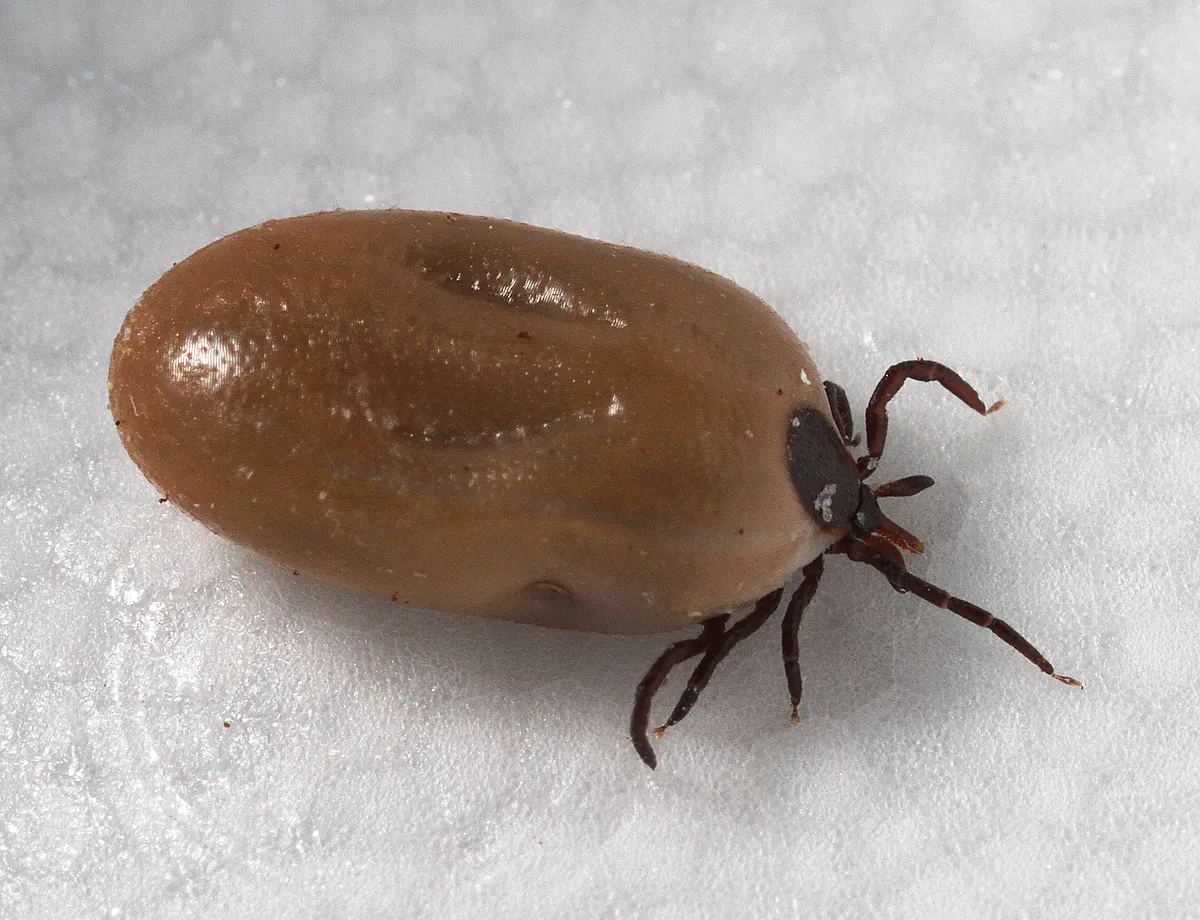 Side view of a female blacklegged tick swollen with blood into a smooth brown oval, with a small dark shield and dark legs at the front end
