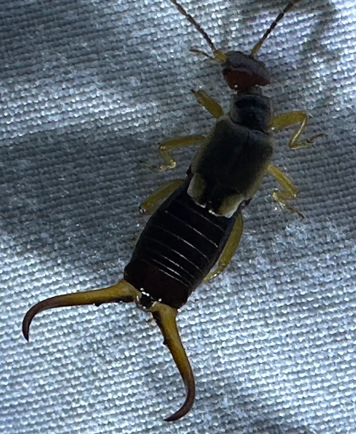 Male European earwig on gray fabric seen from above, with long antennae, short wing covers and large, strongly curved pincers at the tail