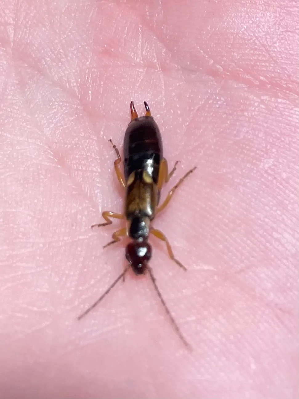 European earwig resting on the palm of a hand, seen from above, with curved pincers at the tail end and long, thin antennae