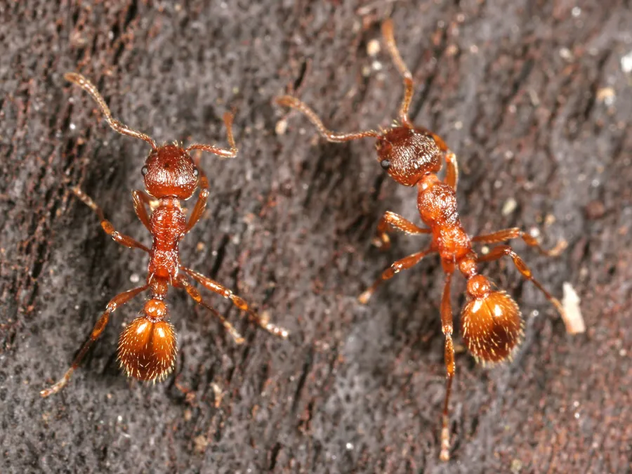 Two small reddish-brown ants with hairy, rounded abdomens walking on a dark, rough surface