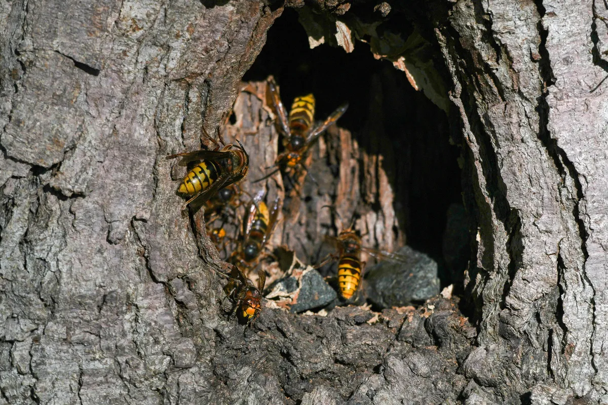 Several large hornets with reddish-brown and yellow-banded bodies crawling around the rim of a dark hollow in a gray tree trunk