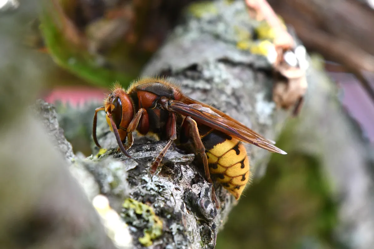 Large European hornet with a reddish brown head and thorax and a yellow abdomen with black bands, on a lichen-covered branch