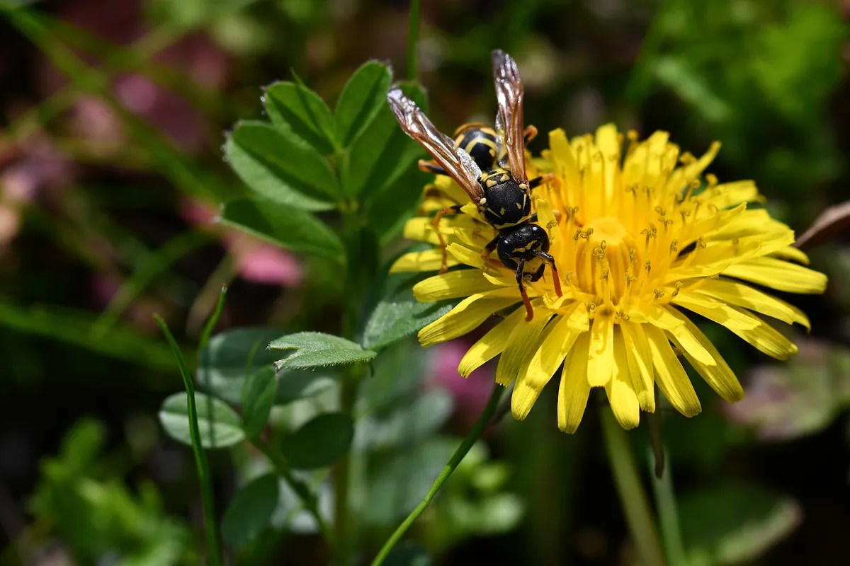 Black and yellow wasp with orange legs and amber wings on a bright yellow dandelion flower among green leaves