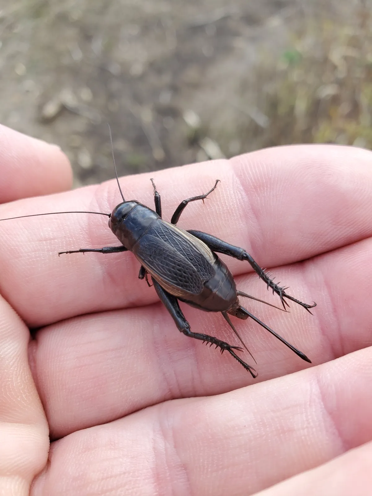 Black fall field cricket with folded wings resting on an open hand