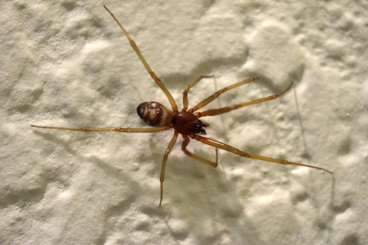 Male false black widow on a textured white bathroom wall, a spider with long, slender yellowish-brown legs, a reddish-brown front body and a small cream-and-brown banded abdomen