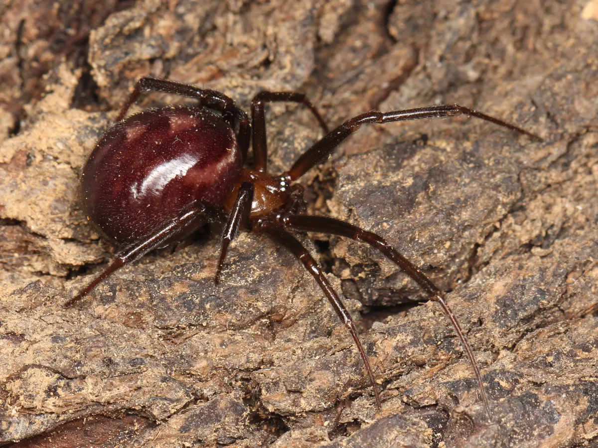 Adult female false black widow on weathered wood, with a glossy, round, dark purplish-brown abdomen and slender reddish-brown legs