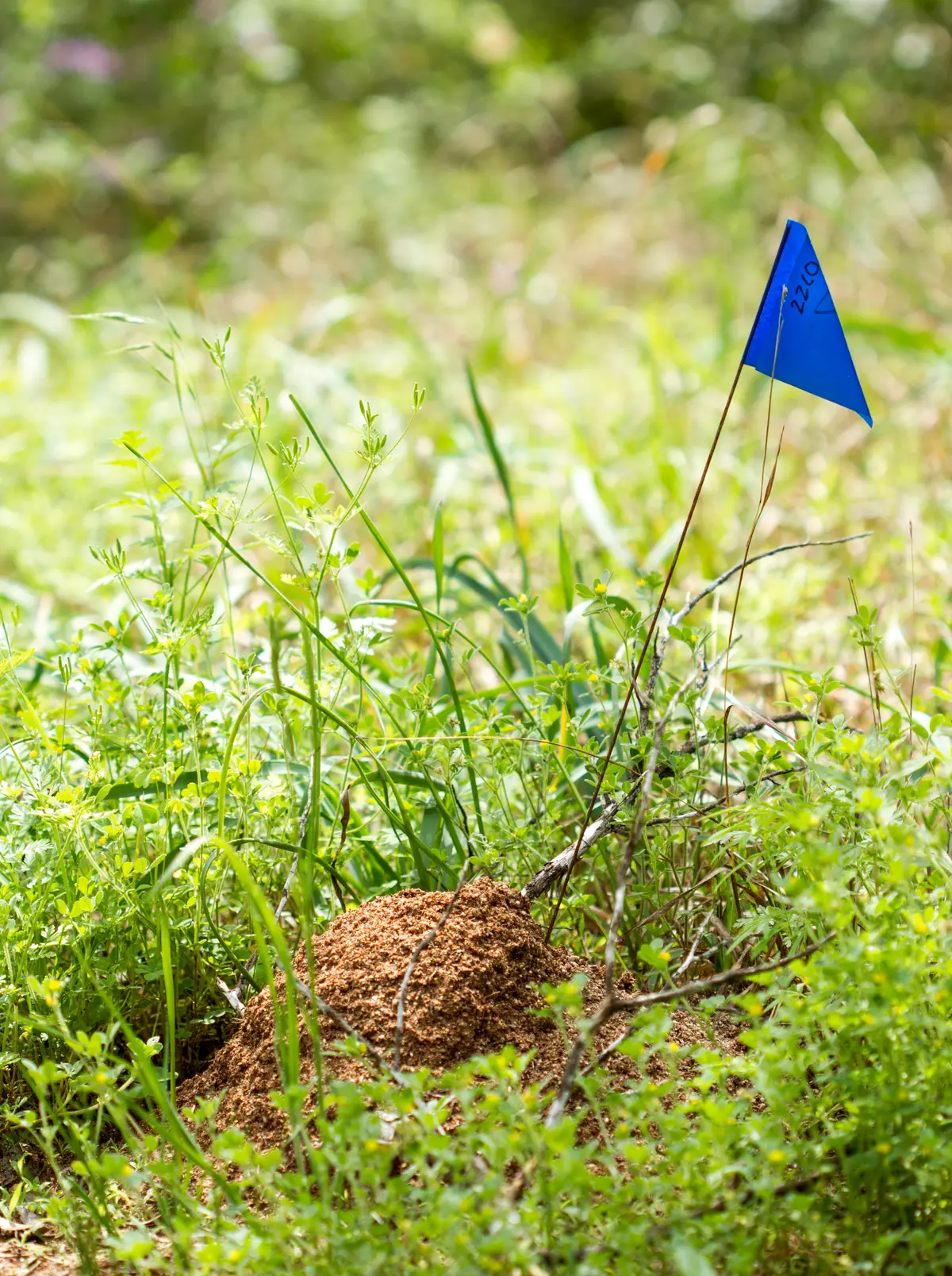 A low mound of loose, crumbly brown soil among green weeds and grass, with a small blue marker flag on a wire beside it