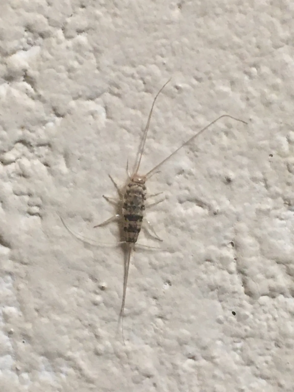 Firebrat on a white textured surface, its tapering body mottled with dark bands, with very long antennae and tail bristles
