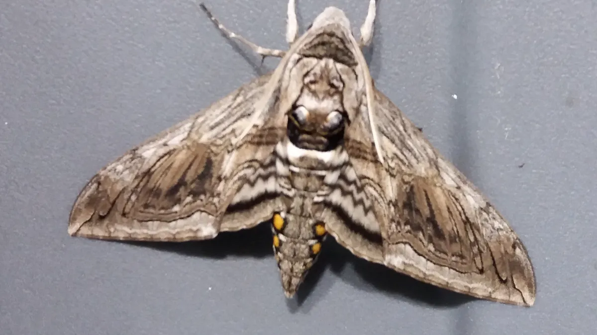 Gray-brown five-spotted hawk moth with wings spread flat on a gray surface, wavy dark lines across its forewings and yellow-orange spots along the sides of its abdomen