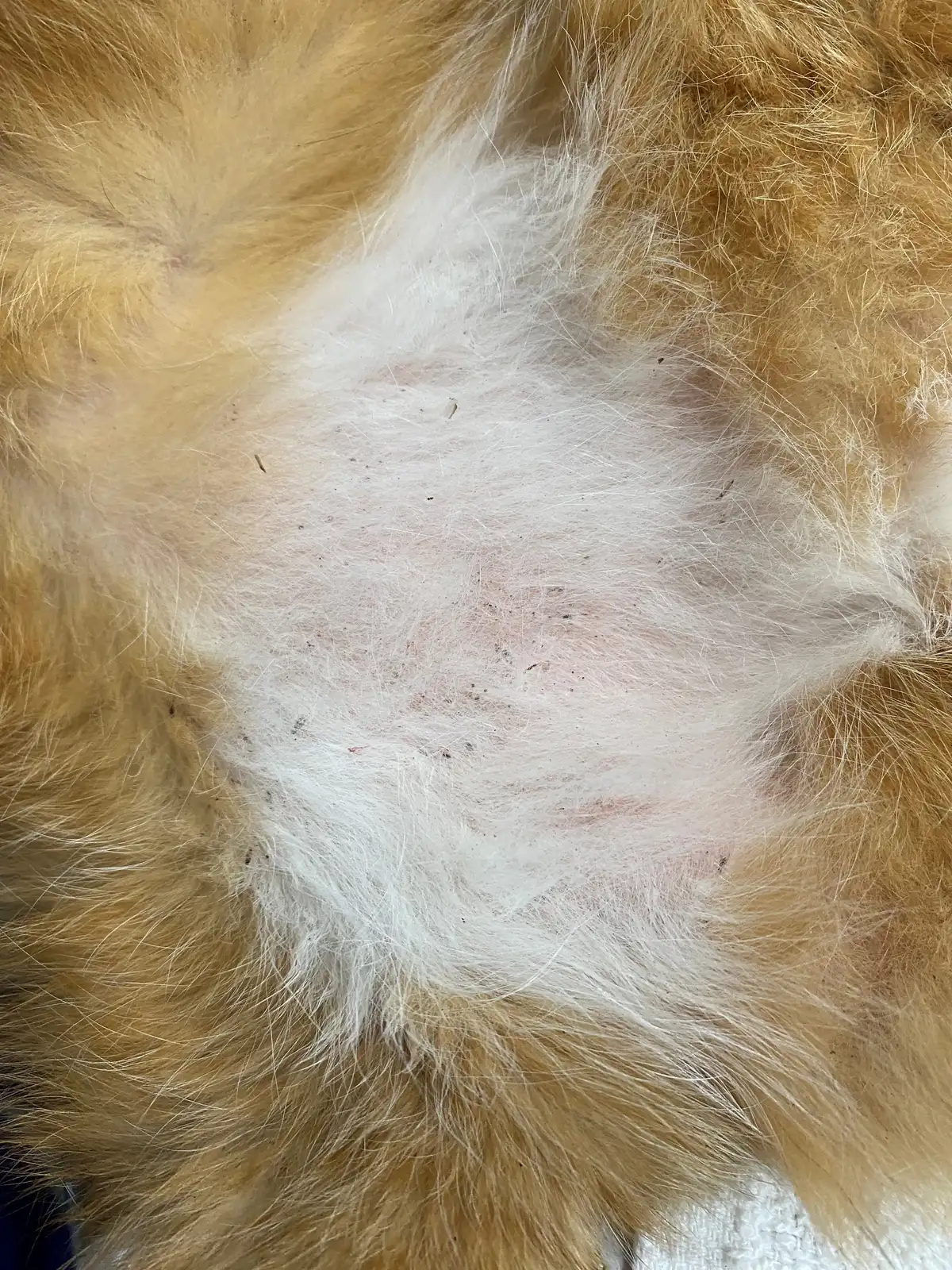 Parted patch of white fur on an orange-and-white dog, with many tiny dark specks of flea dirt on the pink skin and in the hairs