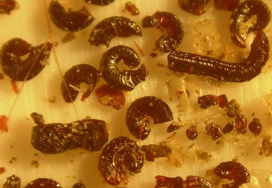 Magnified flea dirt: dark reddish-black pellets, many of them curled into C shapes, scattered on a pale surface