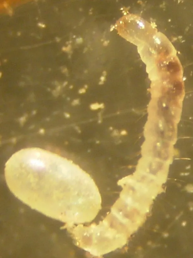 Magnified cat flea egg, a smooth, pearly white oval, beside a pale, segmented first-stage flea larva on a dark background