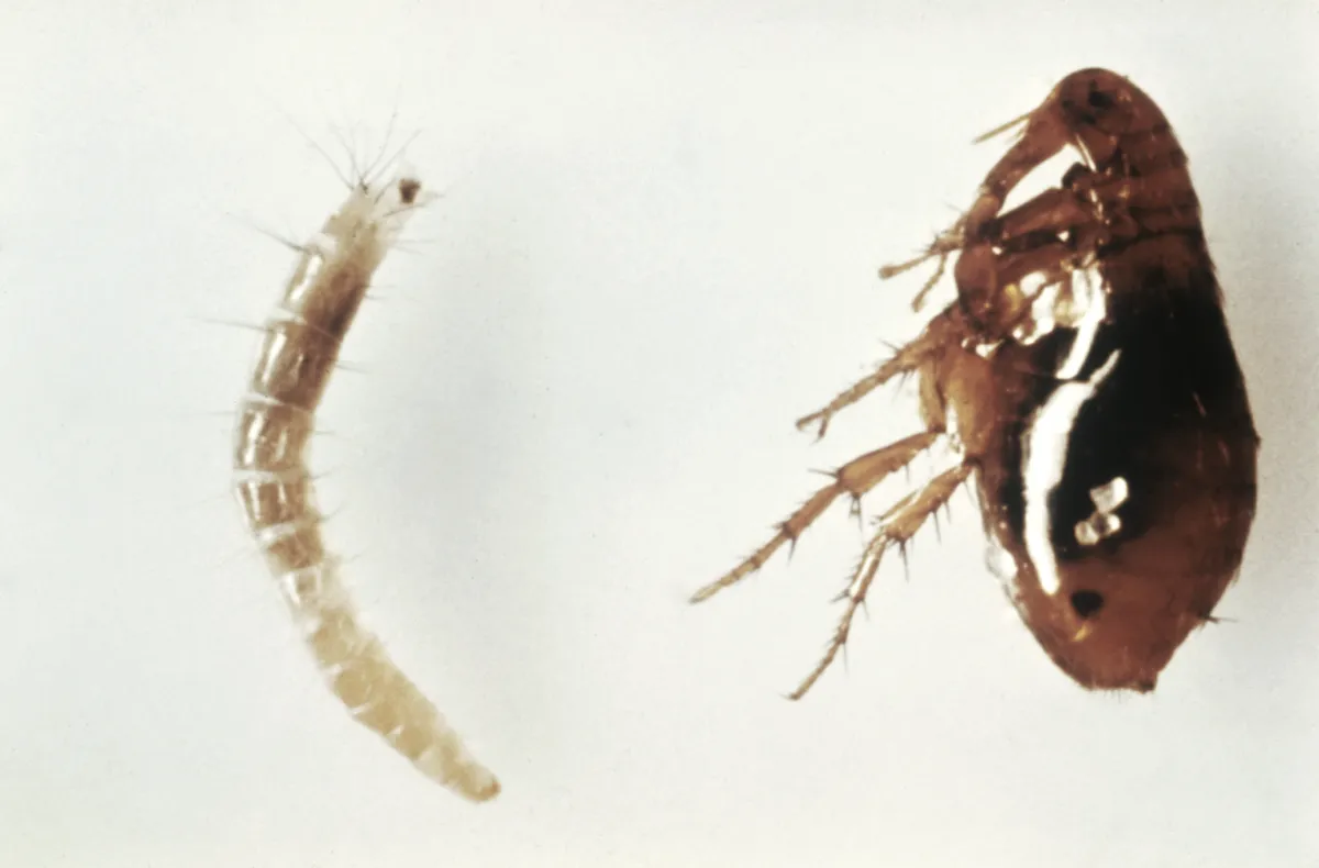 A pale, bristly flea larva on the left and a glossy reddish-brown adult female oriental rat flea on the right, magnified on a white background