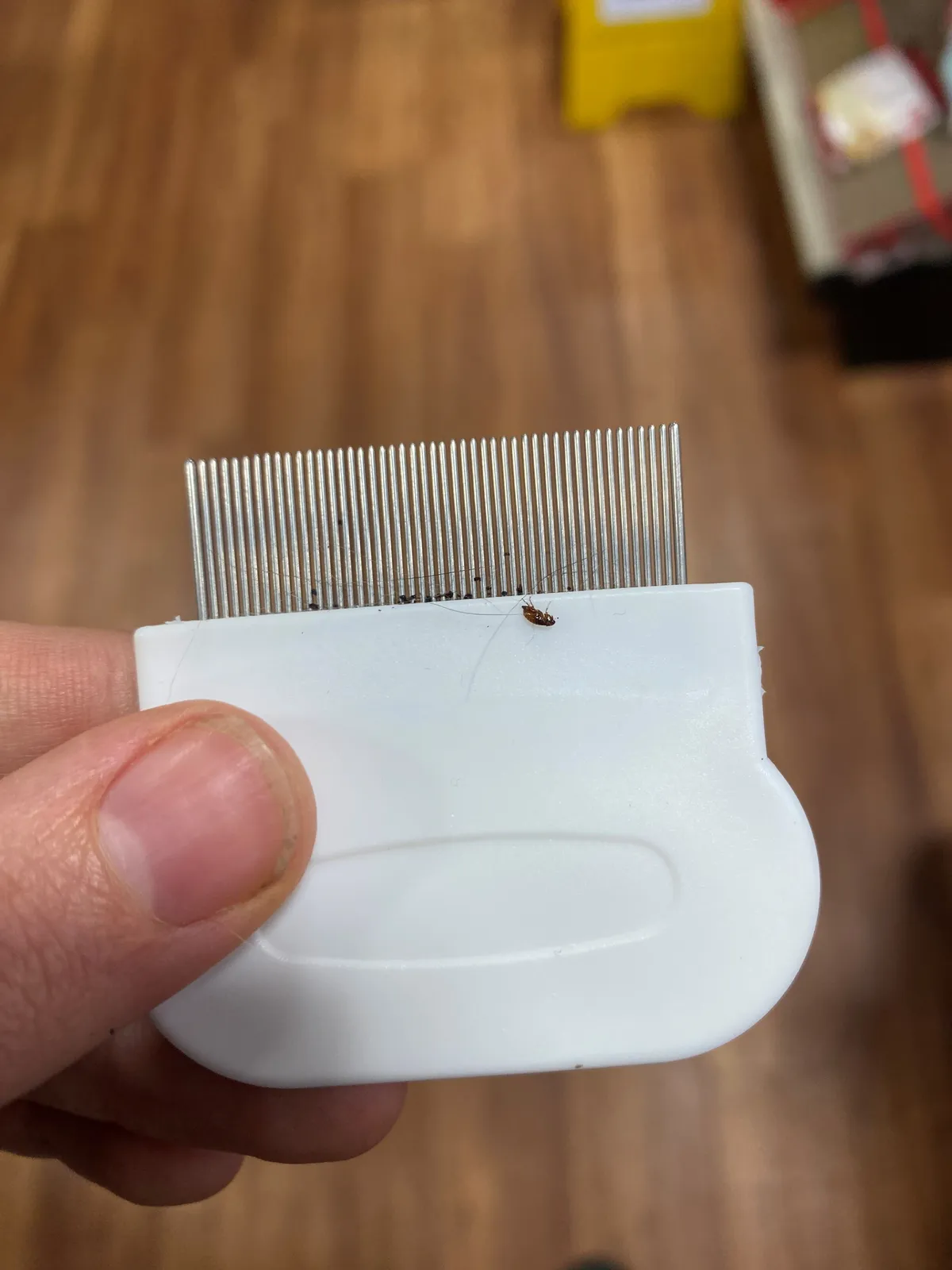 Hand holding a white plastic flea comb with fine metal teeth over a wood-grain floor, with one small reddish-brown flea lying just below the teeth