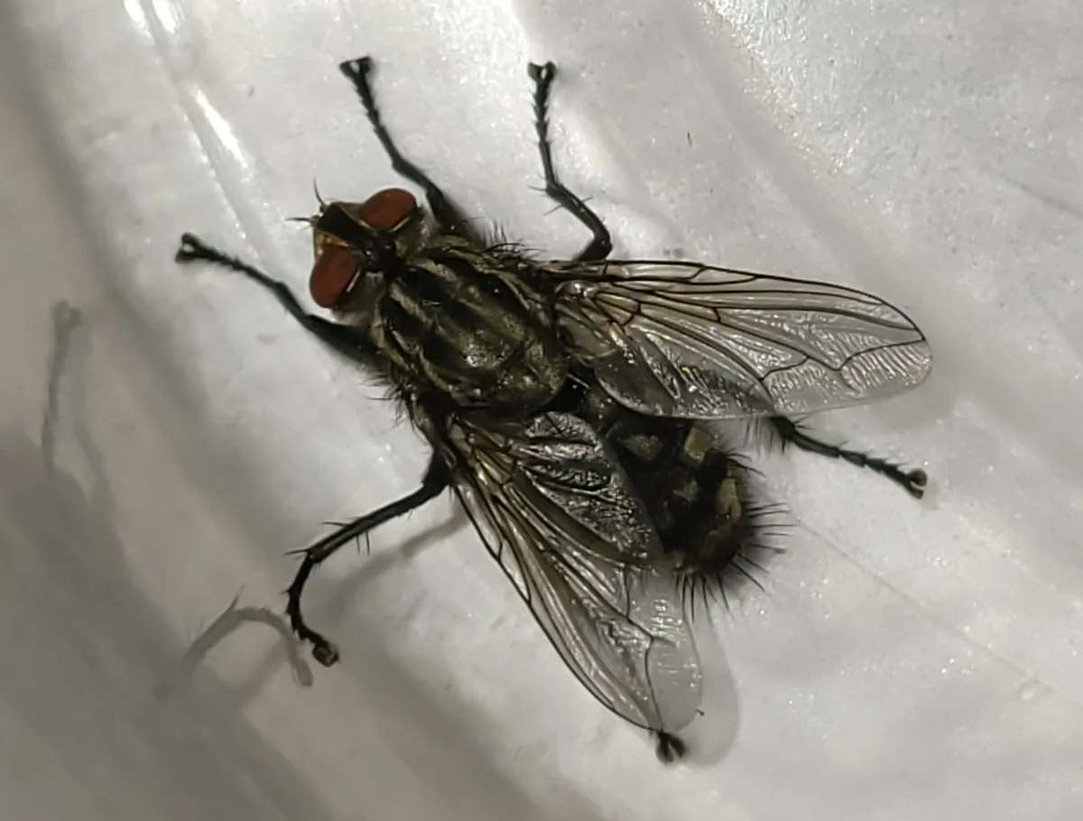 Gray flesh fly with red eyes, a striped thorax and a gray-checkered abdomen, seen from above on a white surface