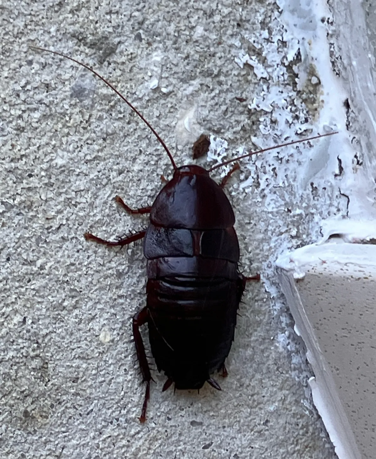 Dark reddish-black Florida woods cockroach seen from above on a stucco wall beside a window frame, with long antennae, short wing pads and a bare, segmented abdomen