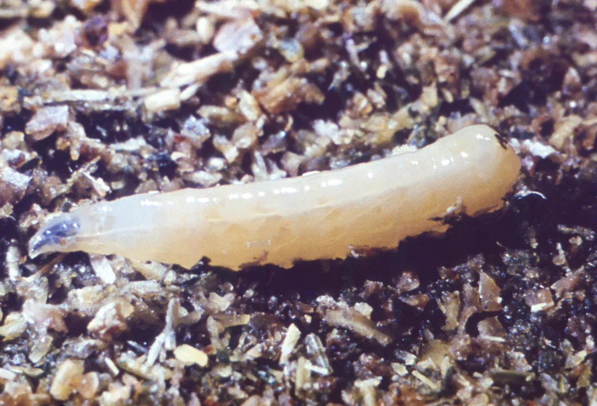 Pale, cream-colored, legless fly maggot, narrower at one end, lying on crumbly brown material