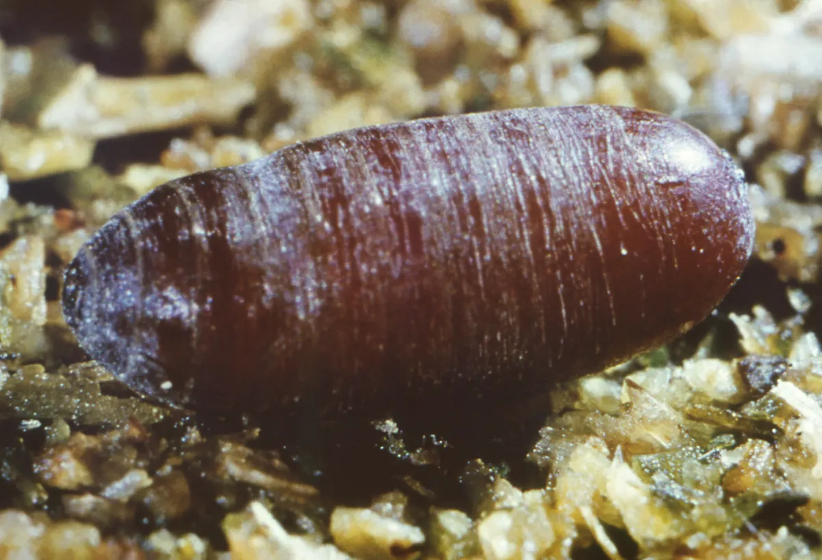 Smooth, dark reddish-brown oval fly pupal case lying on crumbly brown material