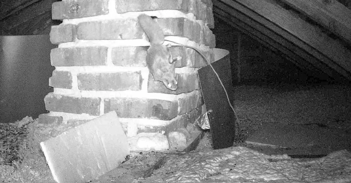 Black-and-white trail camera image of a small squirrel with a flat, furry tail climbing head-down on a brick chimney that rises out of attic insulation