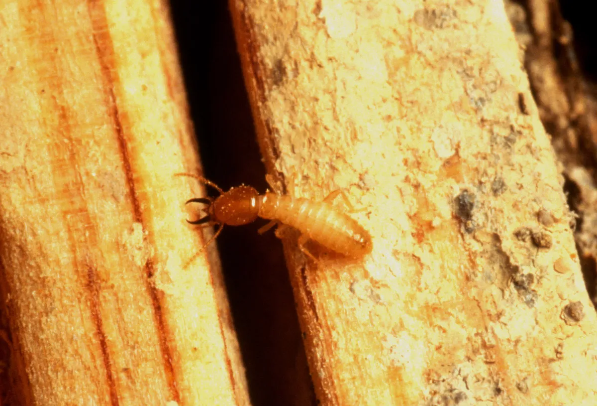 Termite soldier with a smooth, oval amber head and dark, curved jaws on a pale, segmented body, crawling on split wood