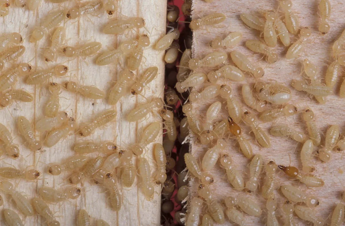 Dozens of pale termite workers and two soldiers with orange-brown heads crawling over two blocks of light-colored wood