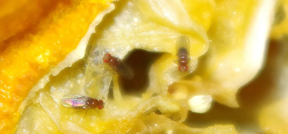 Three small fruit flies with red eyes and brown bodies on the pale, pulpy inside of an old squeezed lemon half