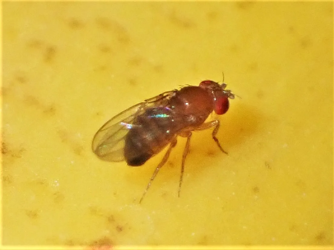 A reddish-brown fruit fly with red eyes and clear wings standing on speckled yellow banana skin