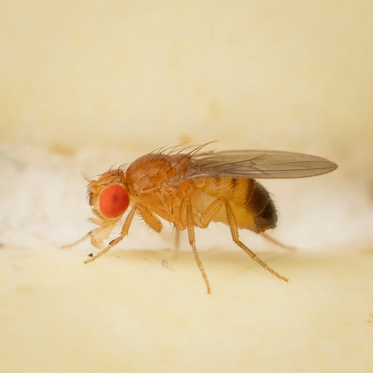 Close side view of a fruit fly with red eyes, a bristly tan thorax and a banded abdomen standing on pale yellow fruit peel
