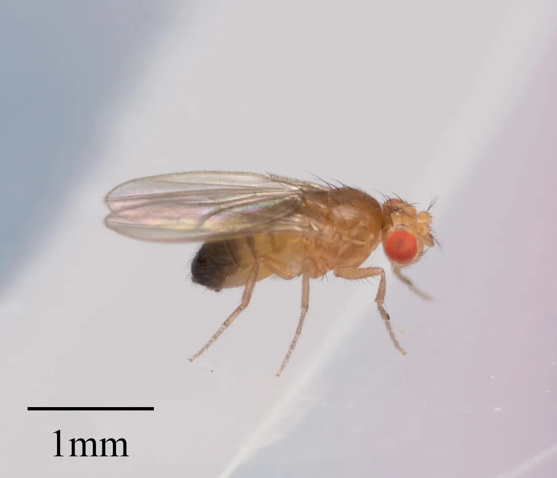 Tan fruit fly with bright red eyes and a dark-tipped abdomen, seen from the side beside a 1 mm scale bar