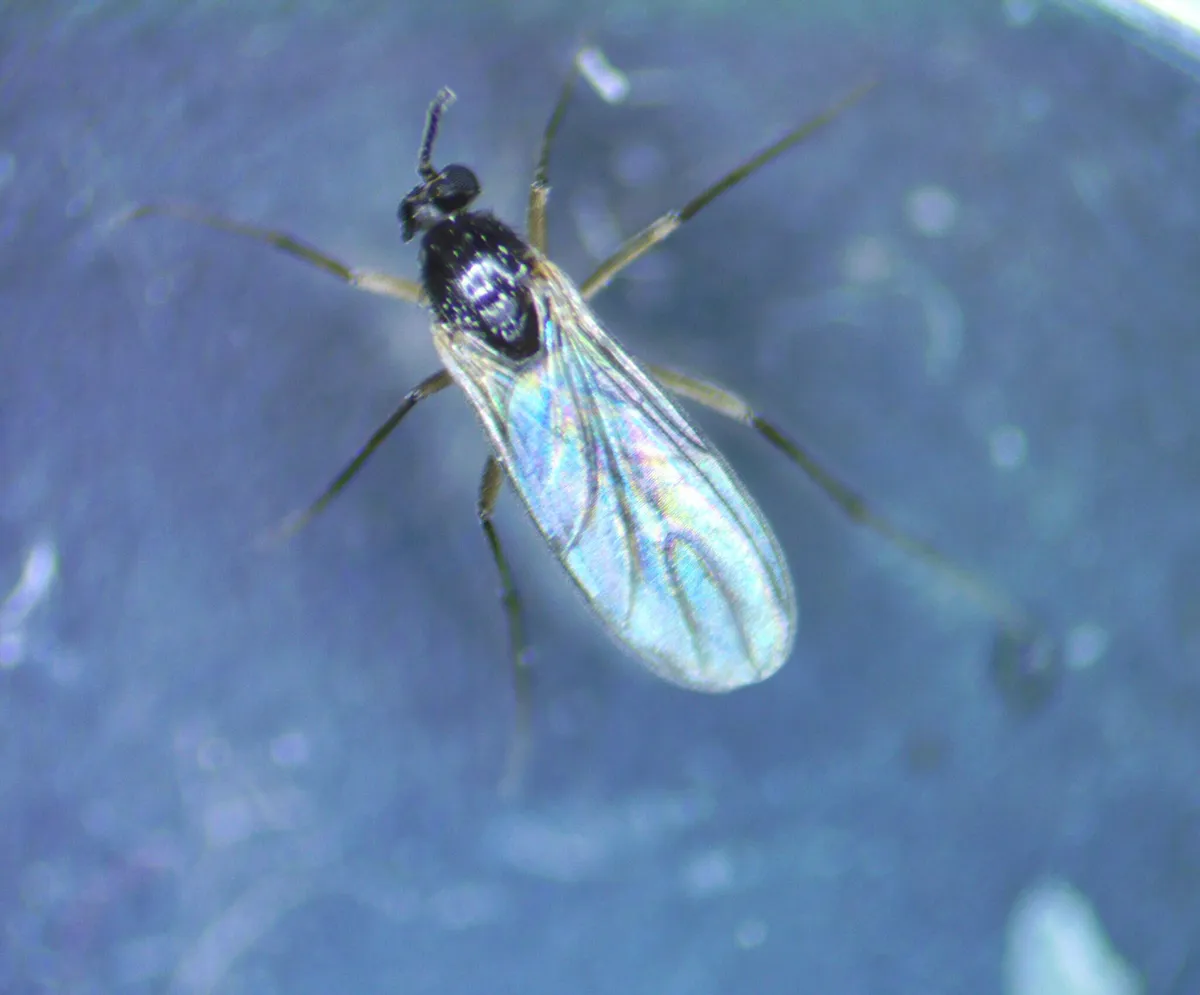 Dark fungus gnat with a shiny black body, long thin legs and clear wings, seen from above on a blue surface