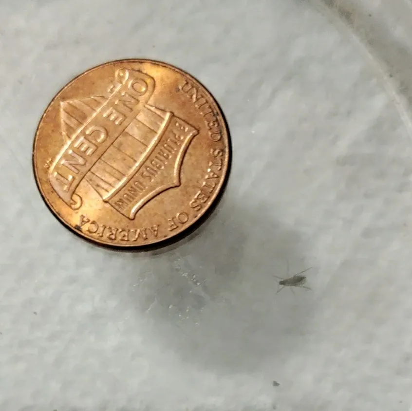 A tiny gray fungus gnat on a white surface next to a copper US penny, which dwarfs it