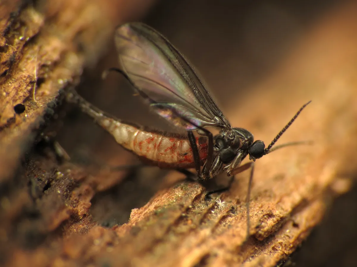 Dark fungus gnat with long antennae, long thin legs and clear wings, standing on a piece of wood