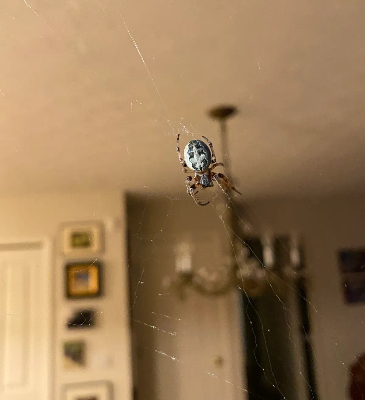 Small pale orb weaver with a gray-white abdomen marked by a dark wavy band, in the middle of a web spun across an open doorway, with framed pictures and a chandelier blurred in the room behind