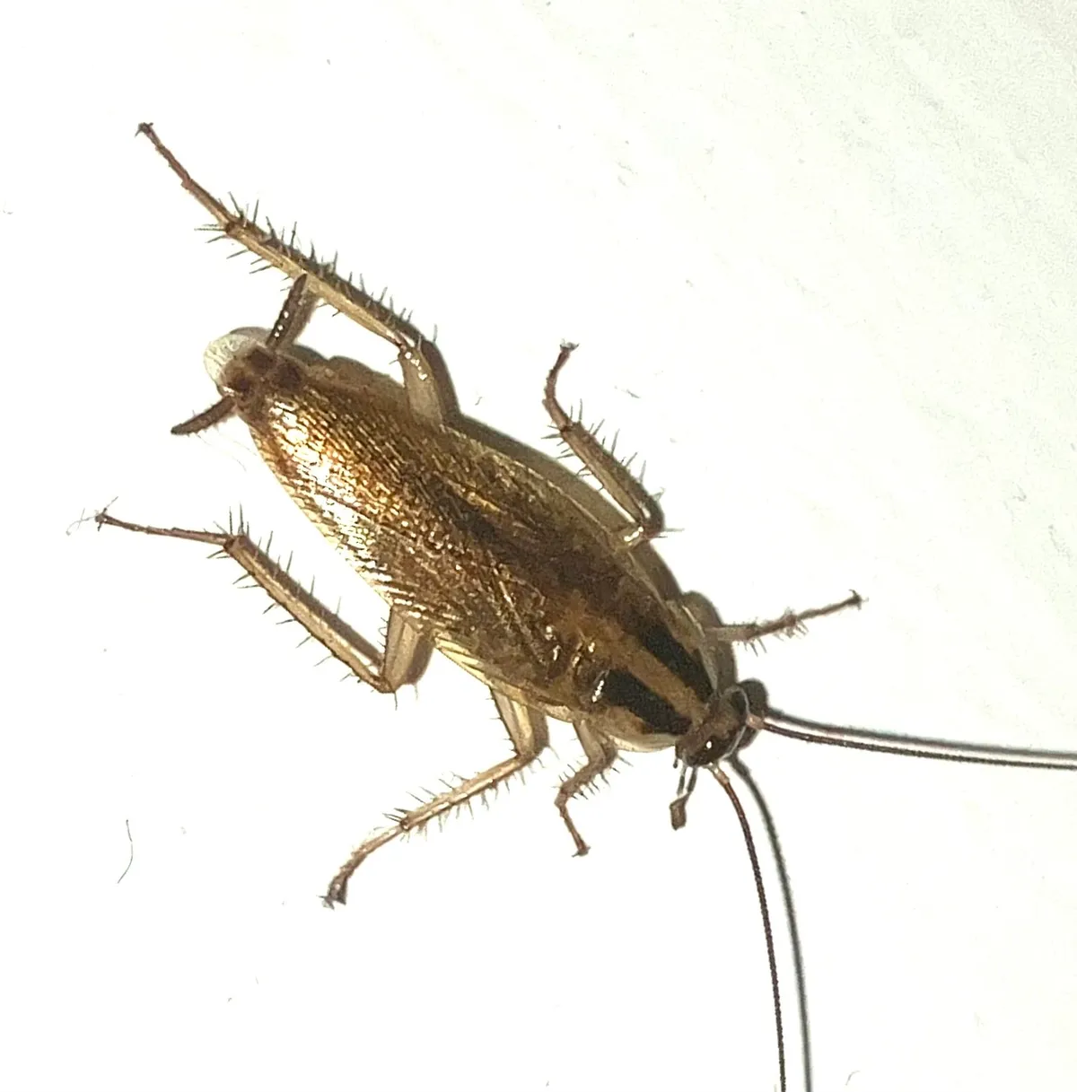 Adult German cockroach seen from above on a white surface, with two dark stripes on the shield behind its head and long, thin antennae