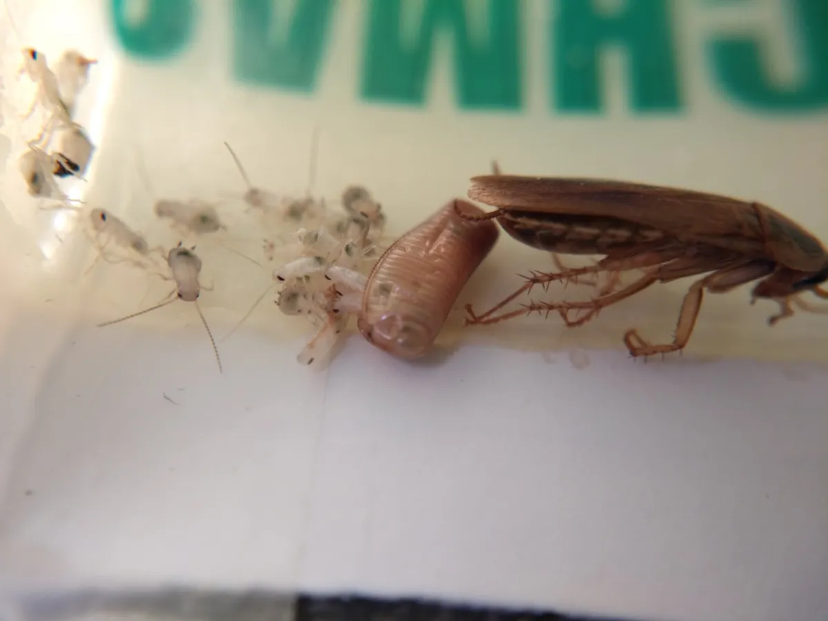 About a dozen tiny pale cockroach nymphs with dark eyes on a sticky trap around a tan, ridged egg case, beside a brown adult German cockroach
