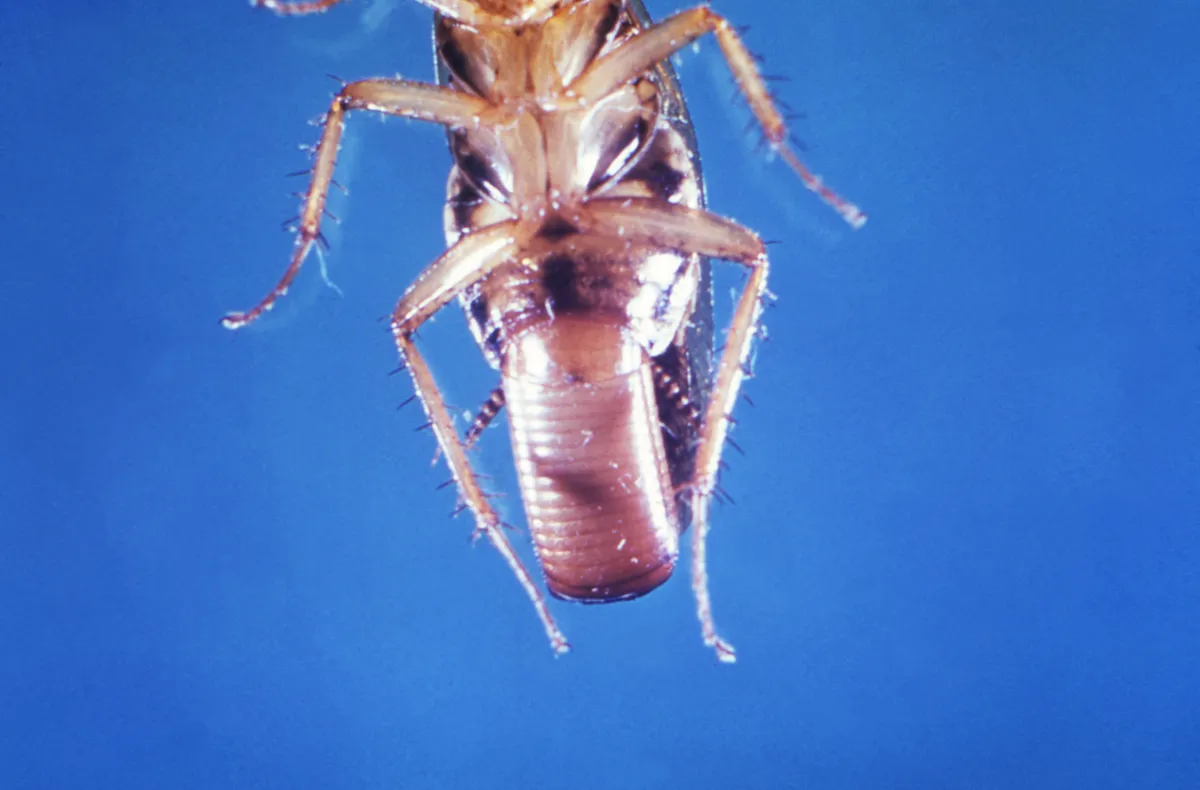 Underside of a female German cockroach, head out of frame, with a large light brown ridged egg capsule sticking out from the end of her abdomen, on a blue background