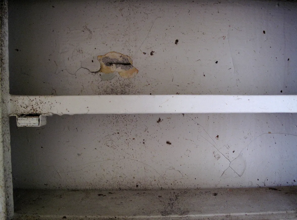 Inside of a white kitchen cabinet with a ragged hole in the back wall, the wall and shelf scattered with dark specks and smears of cockroach droppings